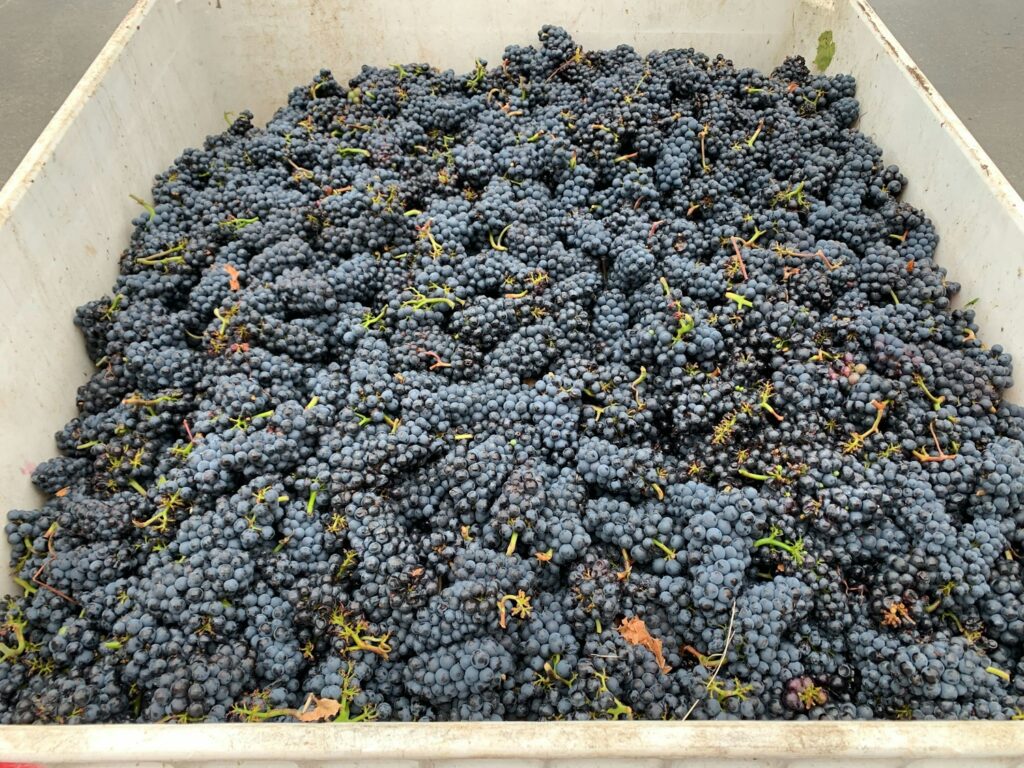 JoieFarm Harvest