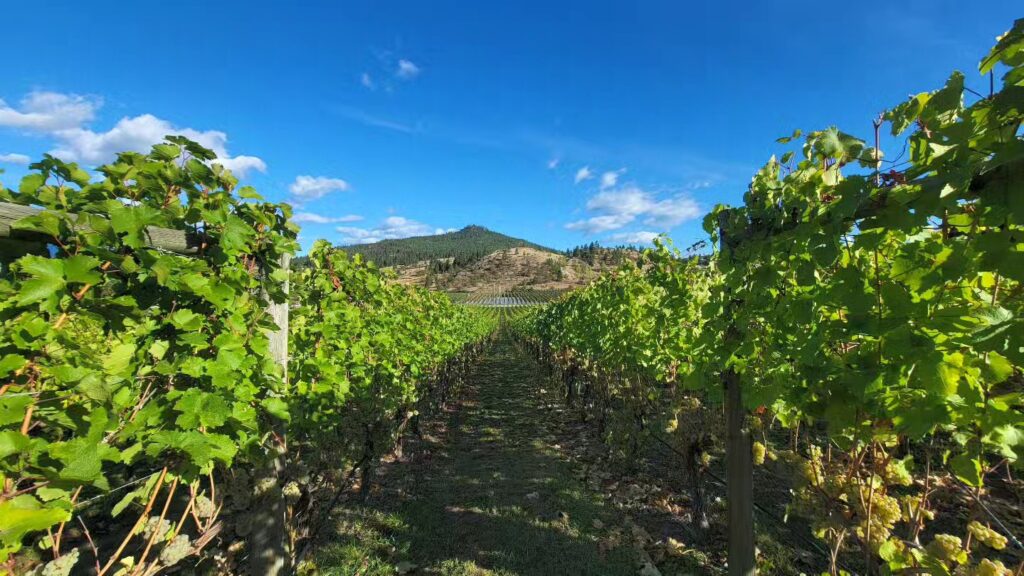 Intrigue Vineyard