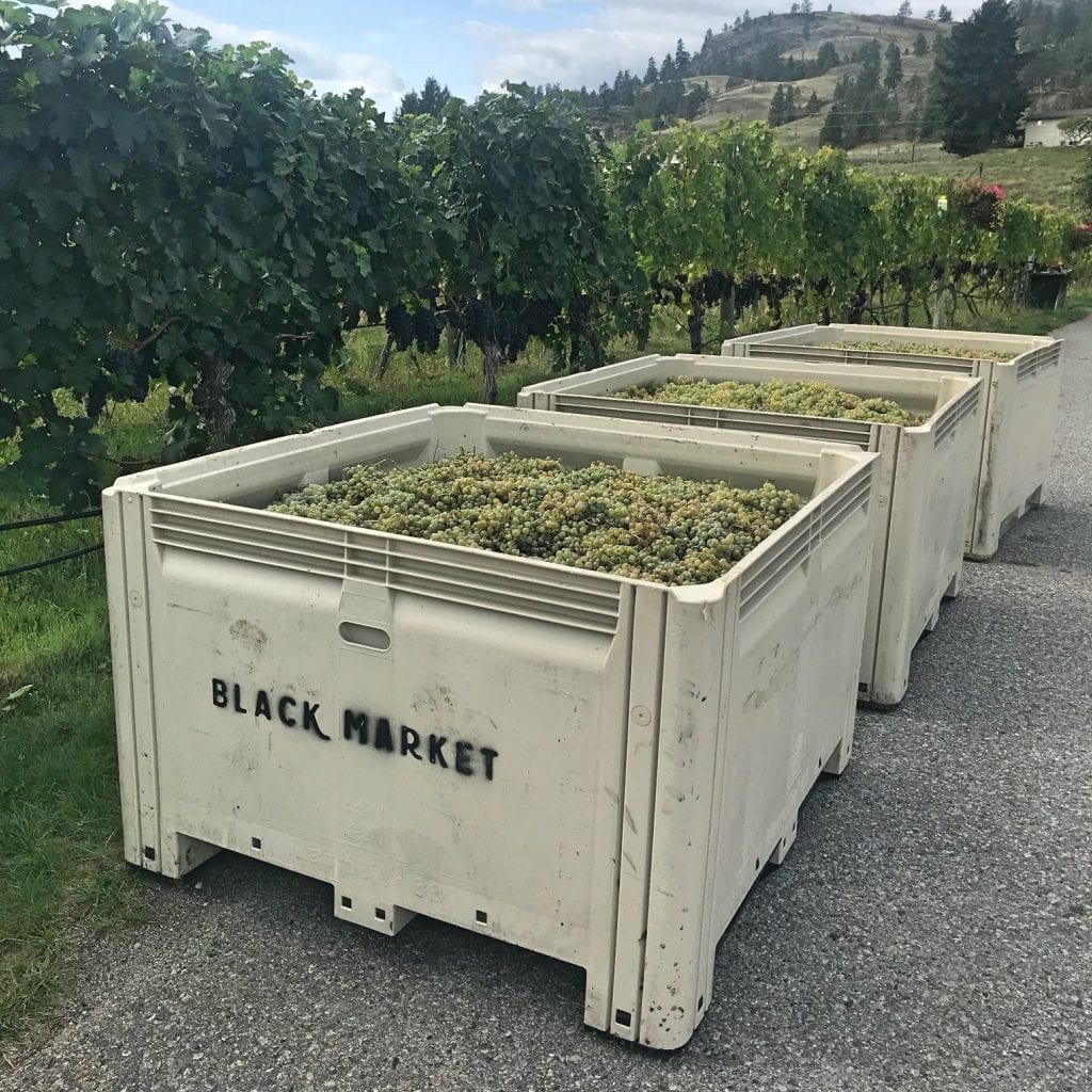 Black Market Wine Co. #BCHarvest19