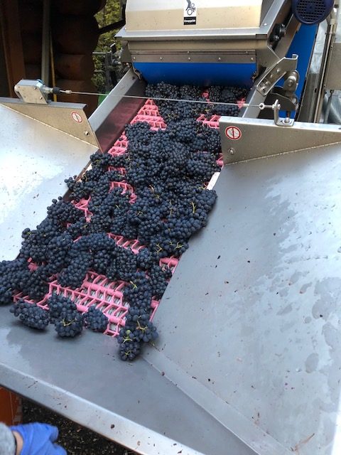 BC Harvest 2019 at Scorched Earth Winery