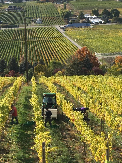 Four Shadows Vineyard & Winery #BCHarvest19