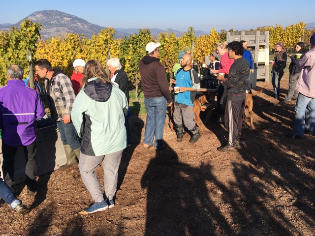 Four Shadows 2019 Harvest