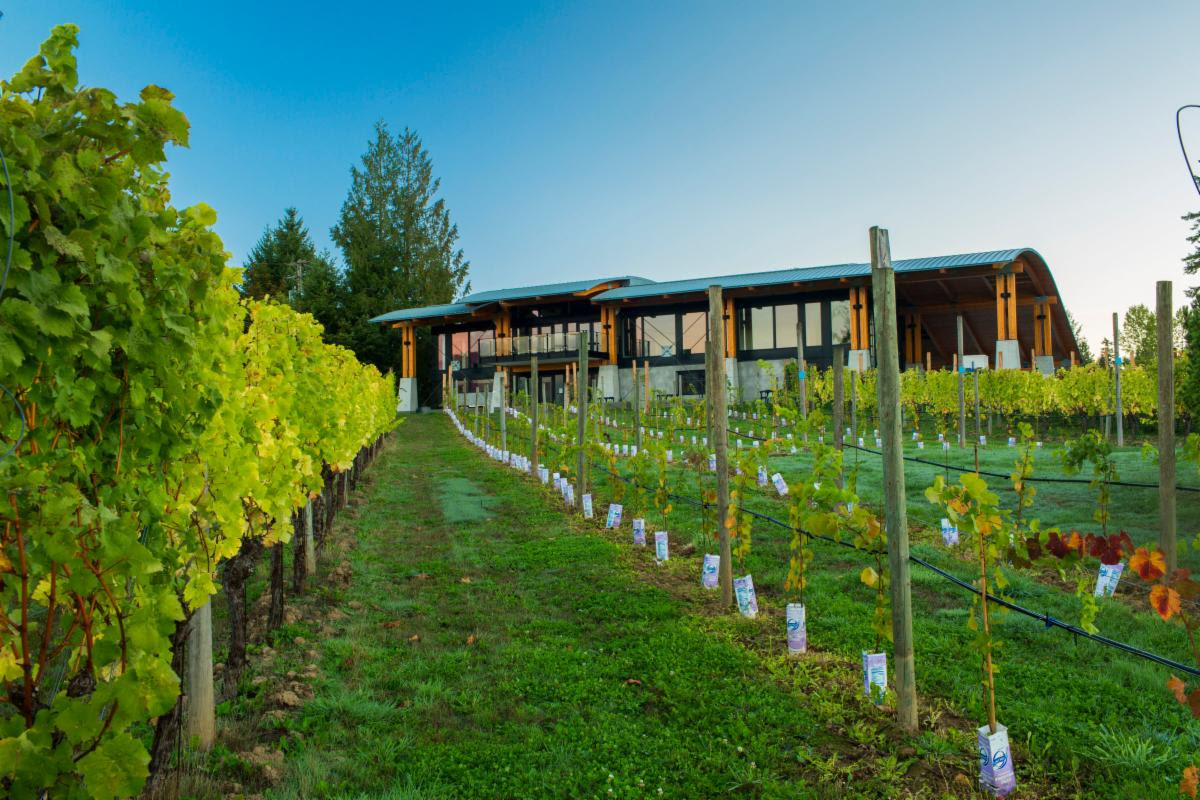 New Wine-producing Region Recognized On Vancouver Island - Bcwinetrends