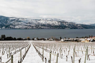 Gray Monk Vineyard
