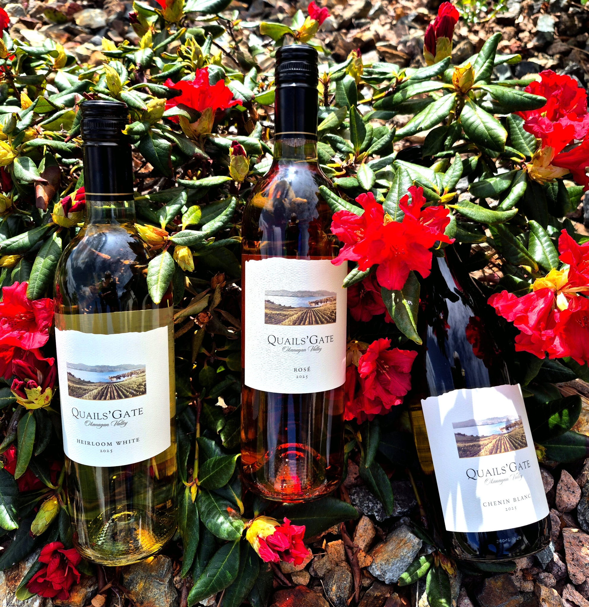 2025 Vintage Wine from Quails' Gate Winery - BCWineTrends