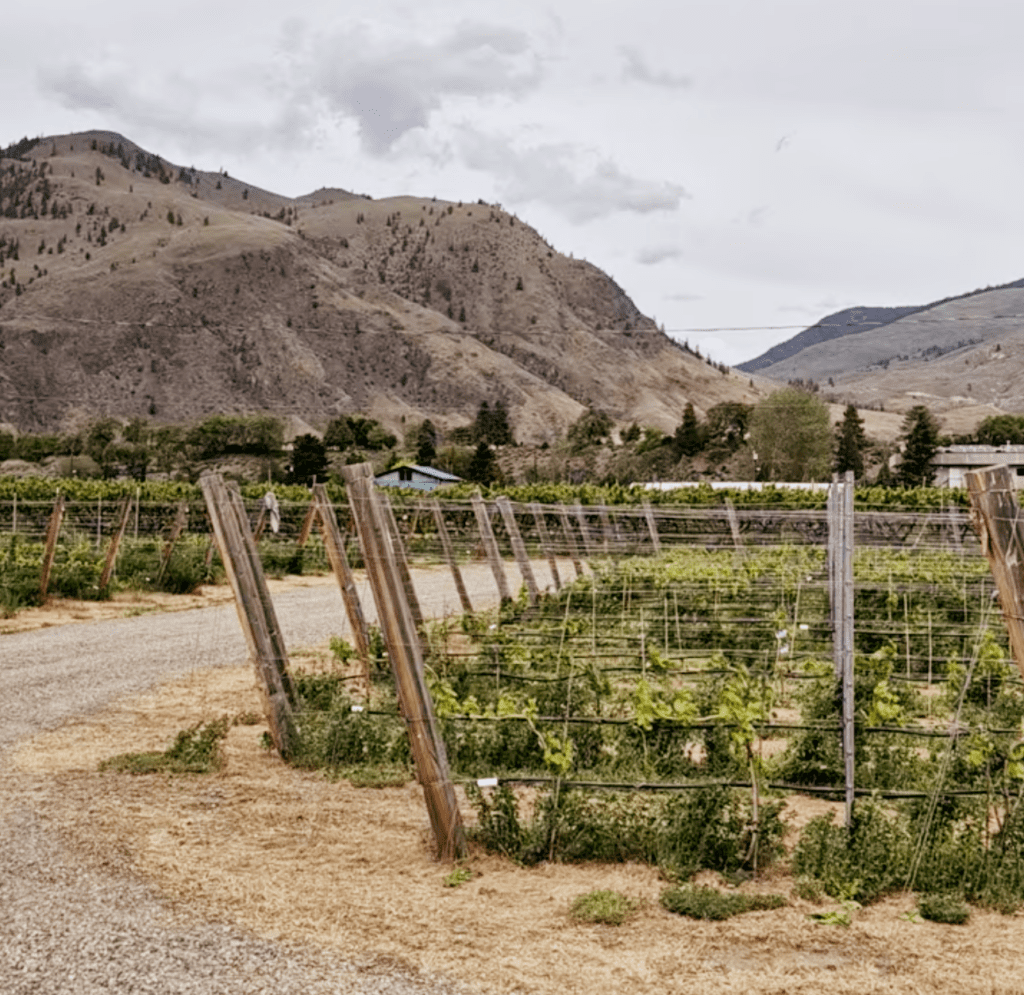 Bottega’s 3.5-acre Solum Rosa Estate Vineyard