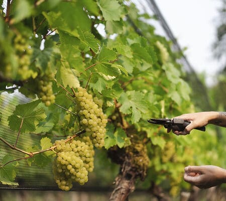 BC Vineyard