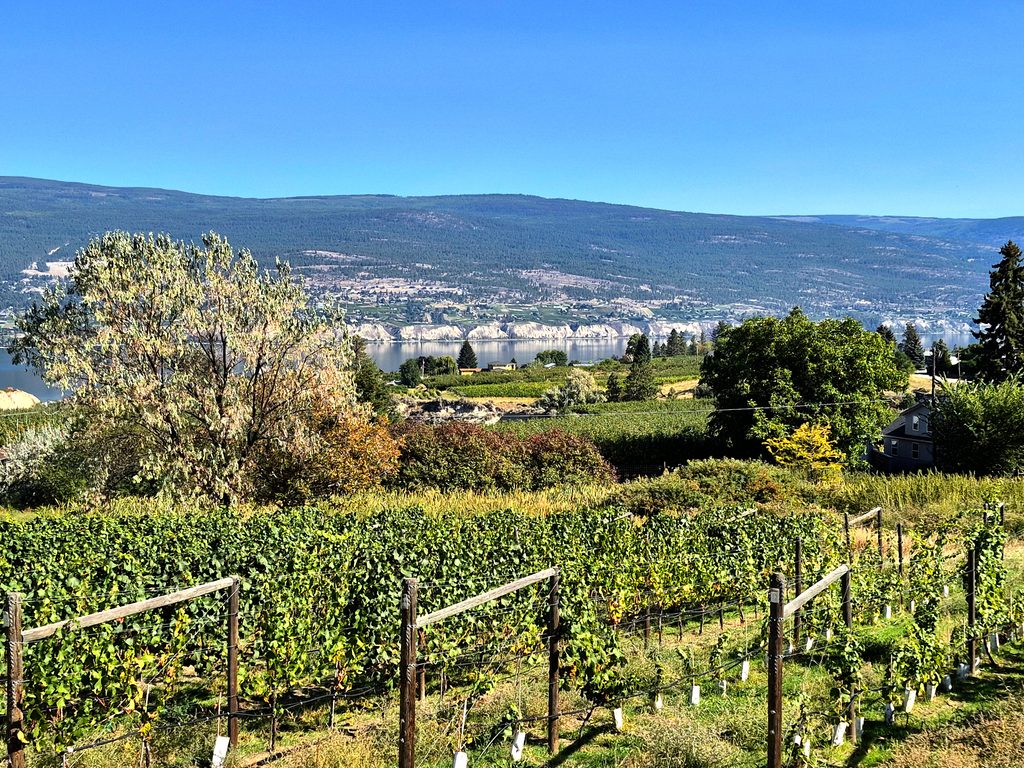 Lunessence vineyards summerland
