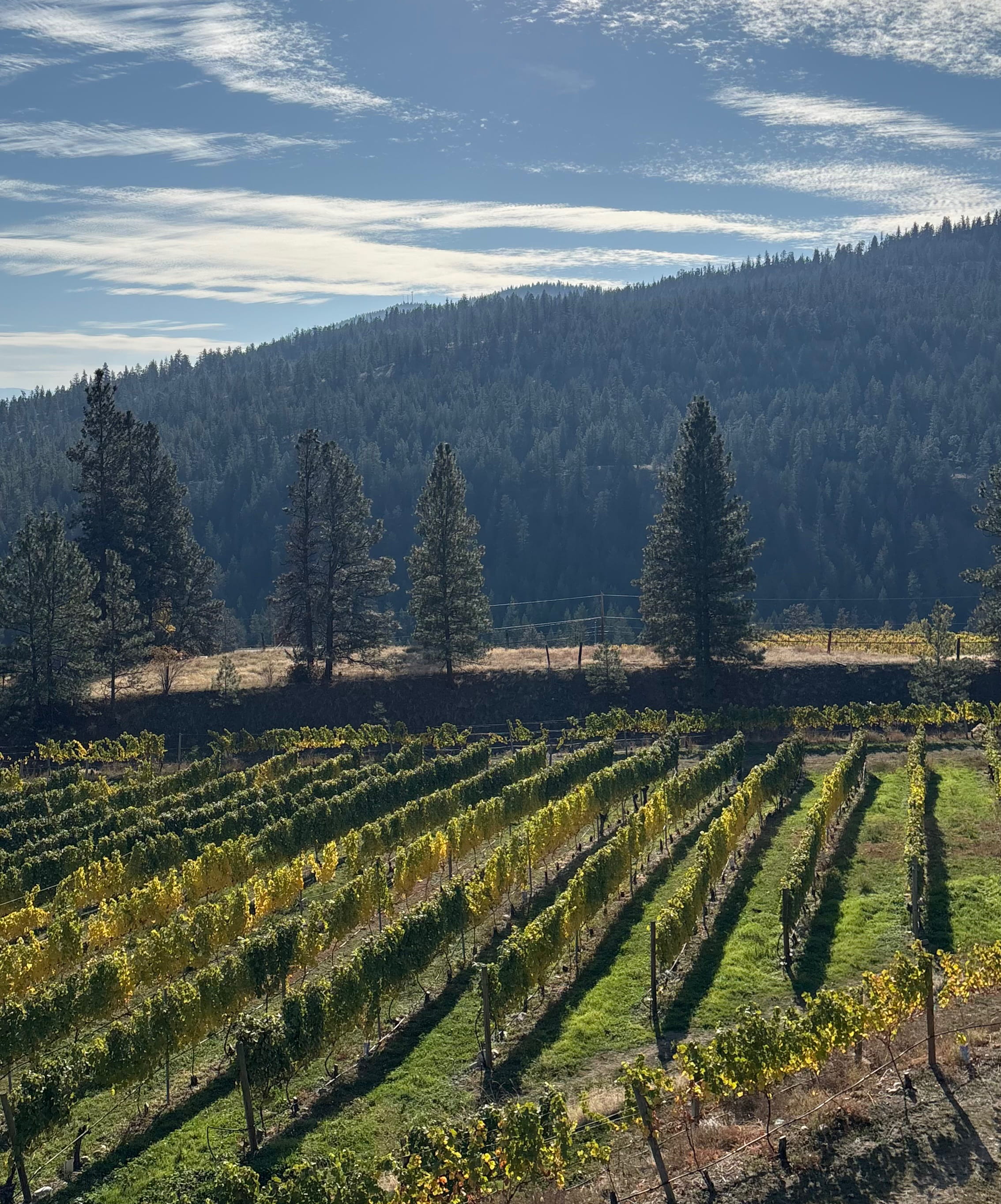 Dirty Laundry Estate Vineyard