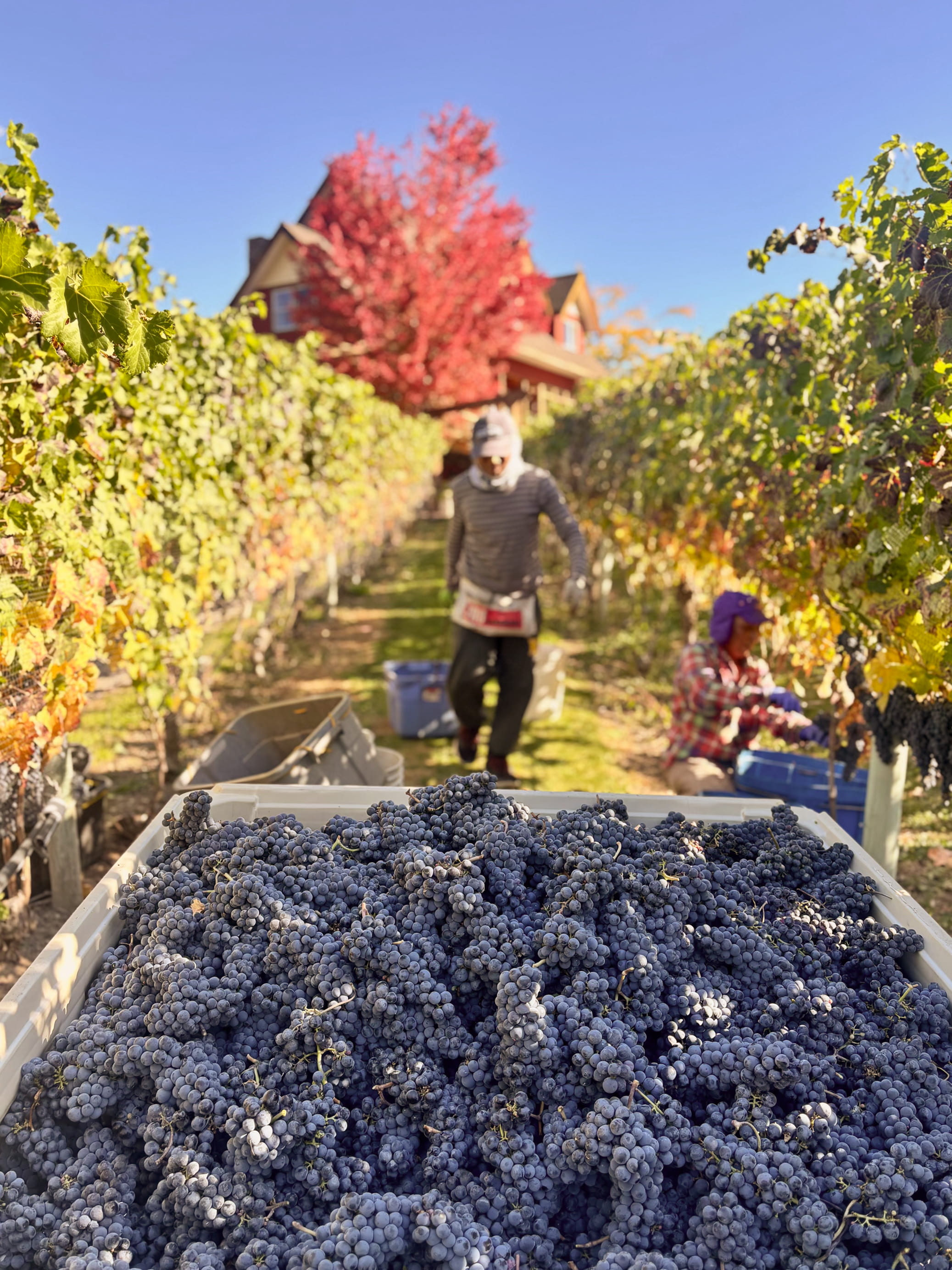 River Stone Harvest 2026