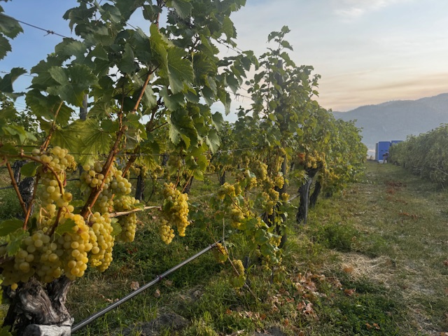Black Market Wine Co. Harvest
