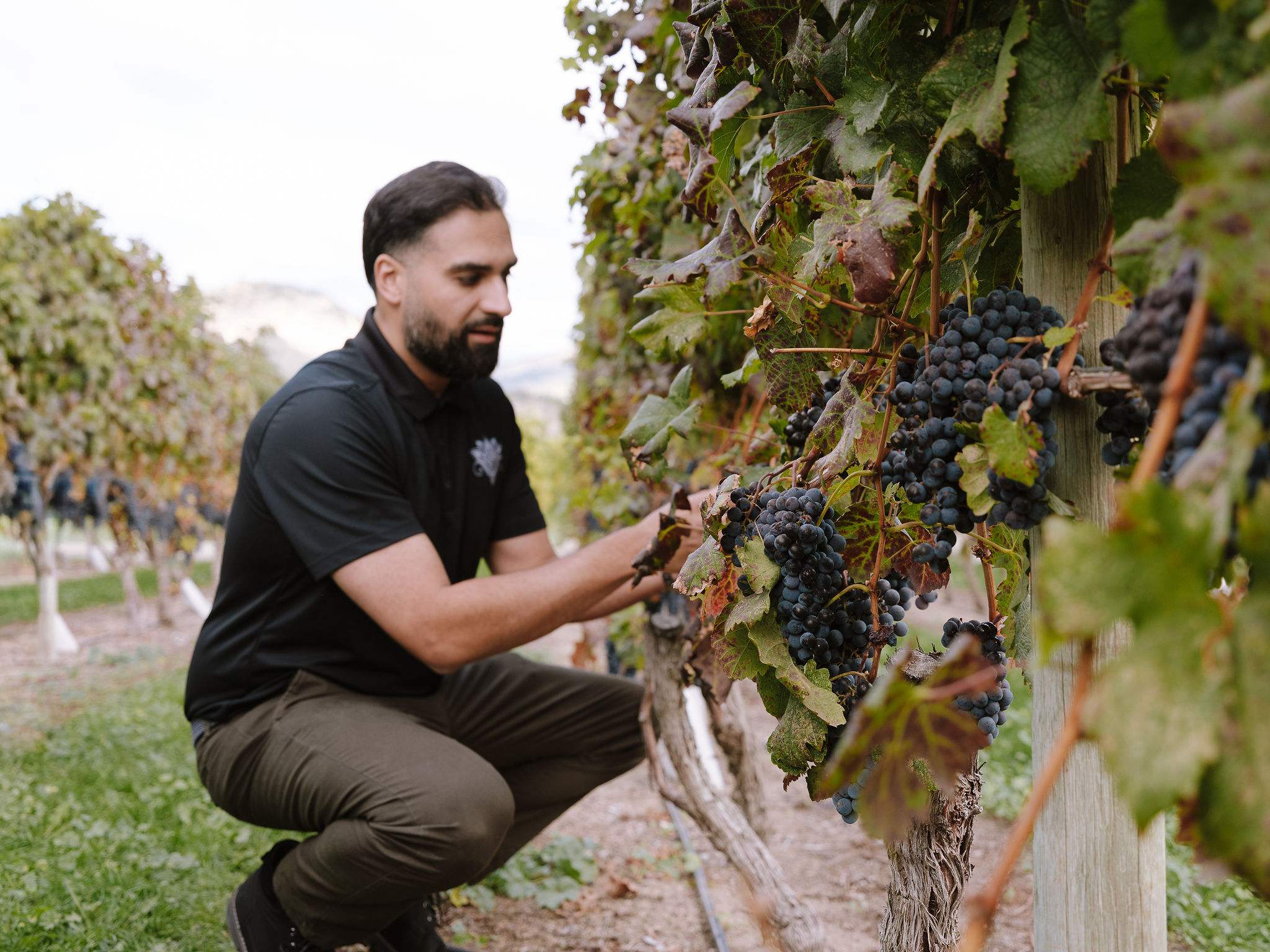 Vasanti Harvest